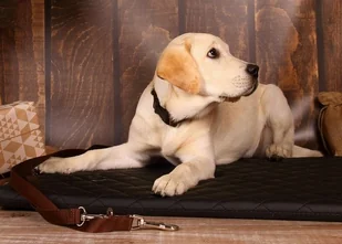 Haas F1 Team ZOO LESZCZ (PL) Soldina Dla Psa Sznurek Regulowana 10 mm ZL021 ZOOLESZCZ (PL) - Smycze dla psów - miniaturka - grafika 4