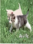 Aforyzmy i sentencje - Edycja Świętego Pawła praca zbiorowa Perełka 137. Ja i Ty - miniaturka - grafika 1