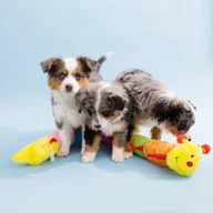 Zabawki dla psów - Zippy Paws ZIPPY PAWS PLUSZ STONOGA XXL 77 cm - miniaturka - grafika 1