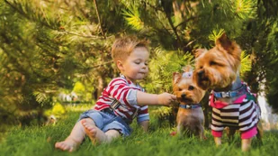 Frexin Frexin Obroża Insektobójcza dla psa 35cm - Artykuły przeciw pasożytom - miniaturka - grafika 2