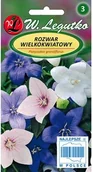 Nasiona i cebule - Legutko Platykodon Rozwar mieszanka - miniaturka - grafika 1