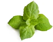 Pozostałe akcesoria do uprawy roślin - Veritable Veritable wkład nasienny Lingot - mięta marokańska VLIN-A10-Men056 - miniaturka - grafika 1