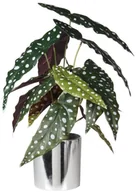 Sztuczne kwiaty - SPLENDID Begonida sztuczna w doniczce  39 cm SPLENDID - miniaturka - grafika 1