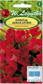 Nasiona i cebule - W. legutko sp. z o.o Nasiona Godecja, Azalia letnia czerwona, 1g - miniaturka - grafika 1