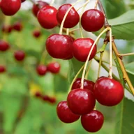 Sadzonki drzew krzewów - In My Garden Wiśnia  Staropolski Ogród - miniaturka - grafika 1