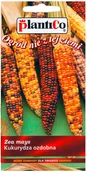 Nasiona i cebule - Plantico Kukurydza ozdobna kolorowe kolby - miniaturka - grafika 1