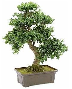 Europalms Europalms Bonsai, 61cm, Sztuczne bonsai 82600004 - Sztuczne drzewka Europalms Europalms Bonsai, 61cm, Sztuczne bonsai 82600004 - Sztuczne drzewka - miniaturka - grafika 1