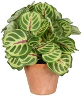 Sztuczne kwiaty - SPLENDID Peperomia sztuczna w doniczce 22 cm SPLENDID - miniaturka - grafika 1