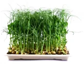 Nasiona na kiełki - Toraf Nasiona na kiełki GROCH Affyla 1 kg Nas000534 - miniaturka - grafika 1