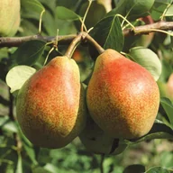 Sadzonki drzew krzewów - In My Garden Grusza  (Pyrus communis) Staropolski ogród - miniaturka - grafika 1