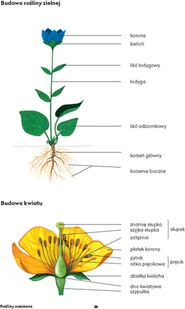 Wydawnictwo MAC Atlas biologiczny dla klas 5-8 szkoły podstawowej 881142 - Podręczniki dla szkół podstawowych - miniaturka - grafika 11