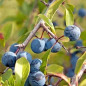 Sadzonki drzew krzewów - Śliwy w odmianach - miniaturka - grafika 1