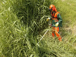 Oleo-Mac BC 530 T (61409002E2) - Podkaszarki - miniaturka - grafika 9