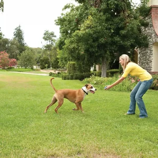 Ogrodzenie bezprzewodowe PetSafe bez kabla 32m - Artykuły szkoleniowe - miniaturka - grafika 5