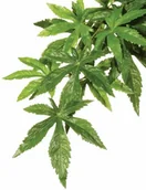 Dekoracje do terrarium - Exo Terra EXO Terra wiszących regenwaldpflanzen PT3052 - miniaturka - grafika 1