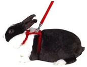 Akcesoria dla gryzoni - Kerbl KERBL 83969 naczynia do królik sortowane kolorystycznie - miniaturka - grafika 1