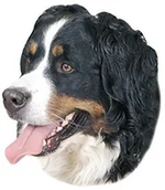 Naklejki na ścianę - Nobby 93262 naklejka Berner psie pies - miniaturka - grafika 1