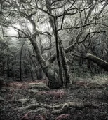 Fototapety - Komar Fototapeta Das Model SHX5-018 SHX5-018 - miniaturka - grafika 1