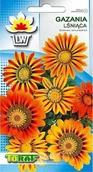 Nasiona i cebule - Toraf KWIATY Gazania lśniąca nasiona 0,5g 00389 - miniaturka - grafika 1