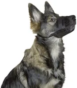 Kagańce dla psów - KERBL KERBL Kaganiec Nylon, 12 - 14 cm x 5,5 cm - miniaturka - grafika 1