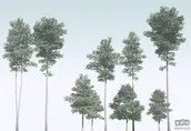 Fototapety - Komar Fototapeta Pines R4-040 R4-040 - miniaturka - grafika 1
