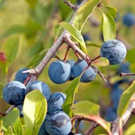 Sadzonki drzew krzewów - Śliwy w odmianach - miniaturka - grafika 1