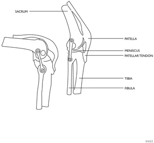 Physa Staw kolanowy - model anatomiczny PHY-KJ-1 - Pomoce naukowe - miniaturka - grafika 2