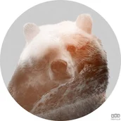 Fototapety - Komar Fototapeta Bearava D1-015 D1-015 - miniaturka - grafika 1