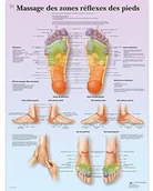 Pozostałe kosmetyki - 3B Scientific anatomiczne krojenia VR2810UU - miniaturka - grafika 1