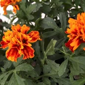 Sadzonki drzew krzewów - Verve Aksamitka Bonanza mix 10-pak 110 - miniaturka - grafika 1