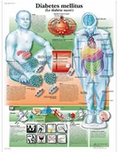 Pozostałe kosmetyki - 3B Scientific anatomiczne krojenia VR2441UU - miniaturka - grafika 1