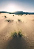 Fototapety - Komar Fototapeta Vivid Dunes SHX4-091 SHX4-091 - miniaturka - grafika 1