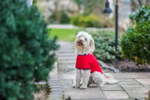 Ami Play T-shirt Miami 25cm - Ubranka dla psów - miniaturka - grafika 8