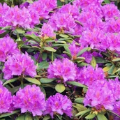 Sadzonki drzew krzewów - Rhododendron C60-90 l 100-140 cm - miniaturka - grafika 1