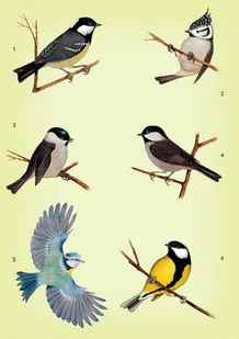 Wydawnictwo MAC Atlas biologiczny dla klasy 6 szkoły podstawowej 881347 - Podręczniki dla szkół podstawowych - miniaturka - grafika 12