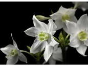 Fototapety - Fototapeta MADONNA 184 x 254 cm - miniaturka - grafika 1