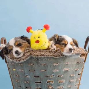 Zippy Paws ZIPPY PAWS PLUSZ STONOGA XXL 77 cm - Zabawki dla psów - miniaturka - grafika 4