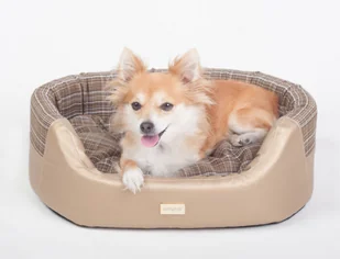Ami Play Legowisko Elipsa Venus złote S - Legowiska dla psów - miniaturka - grafika 3