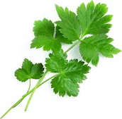 Pozostałe akcesoria do uprawy roślin - Veritable Wkład nasienny Lingot Smaki Azji pietruszka japońska Mitsuba VLIN-S10-Per037 - miniaturka - grafika 1