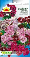 Nasiona i cebule - Toraf KWIATY Goździk chiński mix nasiona 1g 00397 - miniaturka - grafika 1