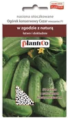 Nasiona i cebule - Plantico Ogórek Cezar otoczkowana - miniaturka - grafika 1