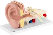 Pomoce naukowe - physa physa Ucho - model anatomiczny - skala 3:1 PHY-EM-2 - 3 LATA GWARANCJI PHY-EM-2 - miniaturka - grafika 1