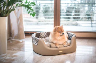 Ami Play Legowisko Elipsa 2 w 1 Kent beżowe L 50814-uniw - Legowiska dla psów - miniaturka - grafika 3