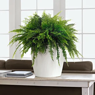 Lechuza Doniczka CLASSICO Color 18/17 muszkatołowy brąz - Donice - miniaturka - grafika 6