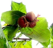 Sadzonki drzew krzewów - Leszczyna (Corylus) w odmianach 60 / 100 cm - miniaturka - grafika 1