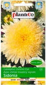 Nasiona i cebule - Plantico Aster Sidonia żółty - miniaturka - grafika 1