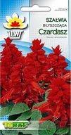 Nasiona i cebule - Toraf Szałwia błyszcząca Czardasz nasiona kwiatów 0,3g 00493 - miniaturka - grafika 1
