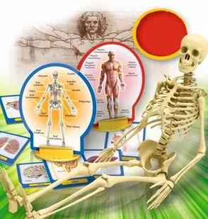 Lisciani Giochi Poznaj ciało człowieka - Mały naukowiec - miniaturka - grafika 3