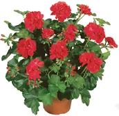 Sadzonki drzew krzewów - Pelargonia bluszczolistna 10 cm - miniaturka - grafika 1