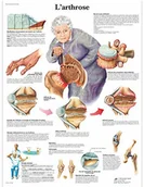 Pozostałe kosmetyki - 3B Scientific anatomiczne krojenia VR2123UU - miniaturka - grafika 1